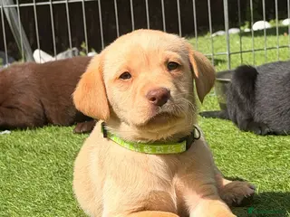 Labrador Retriever dogs ‼️LAST 2GO ‼️KC Black&Yellow - Advert 14