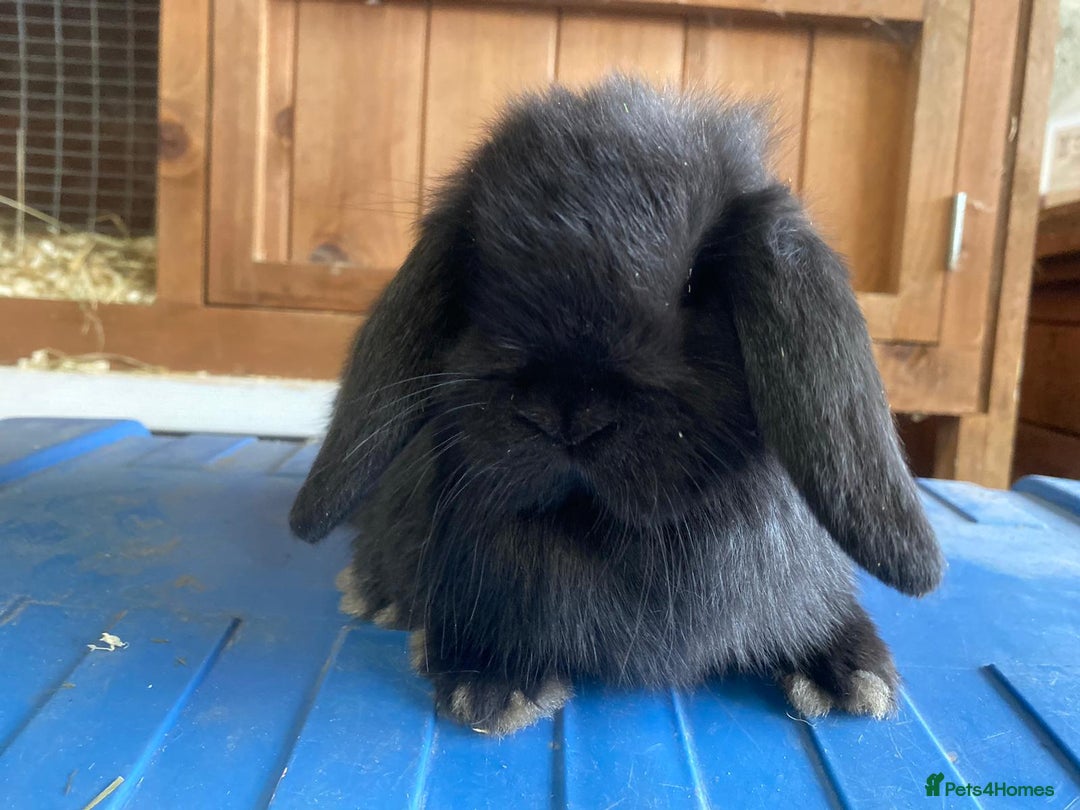 Mini Lop rabbits for sale: Stunning pure mini lop baby rabbits  - Image 30