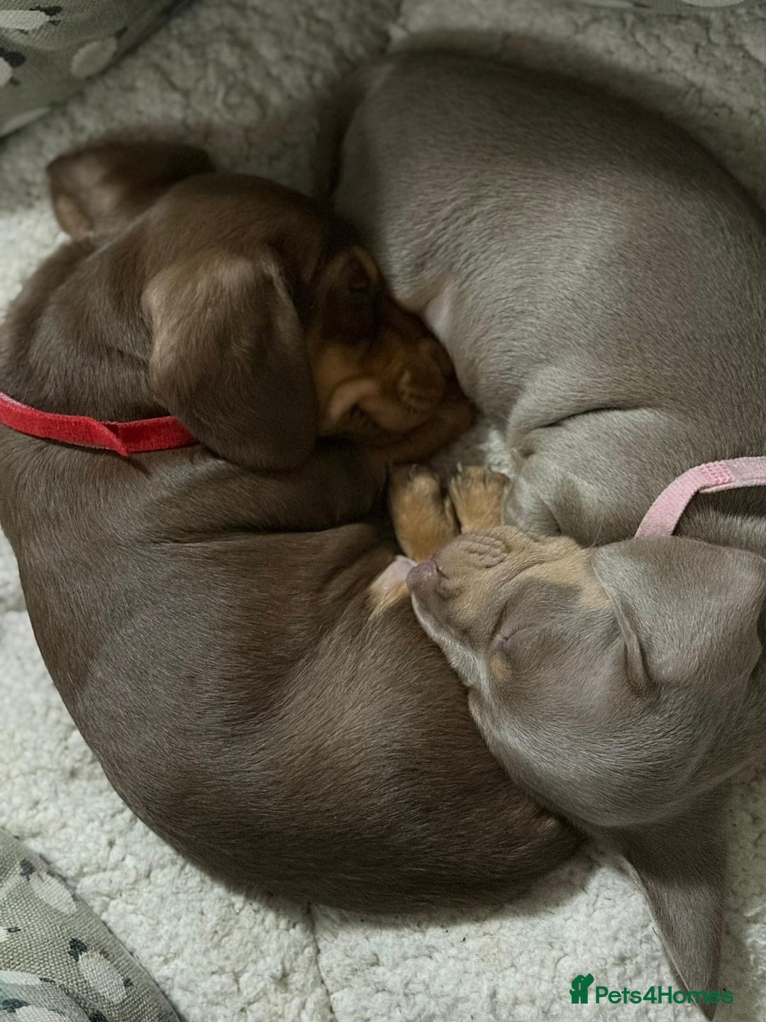 Miniature Dachshund dogs for sale: Miniature dachshund puppies  - Advert 4