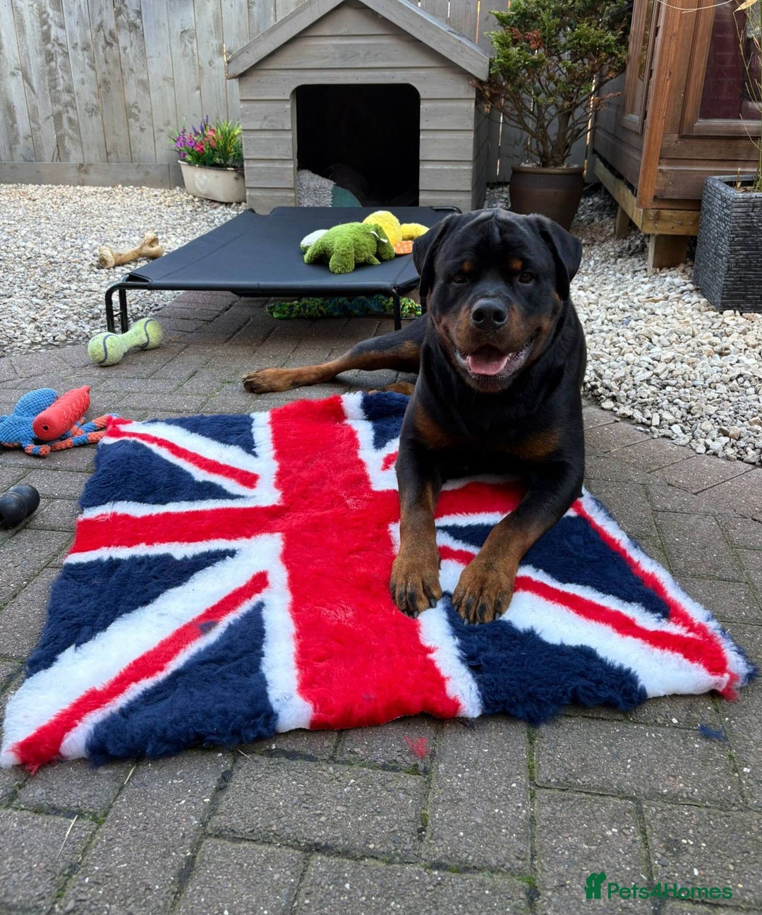 Rottweiler dogs for stud: Onex de Tierra Ibera available for stud in Newark - Advert 7