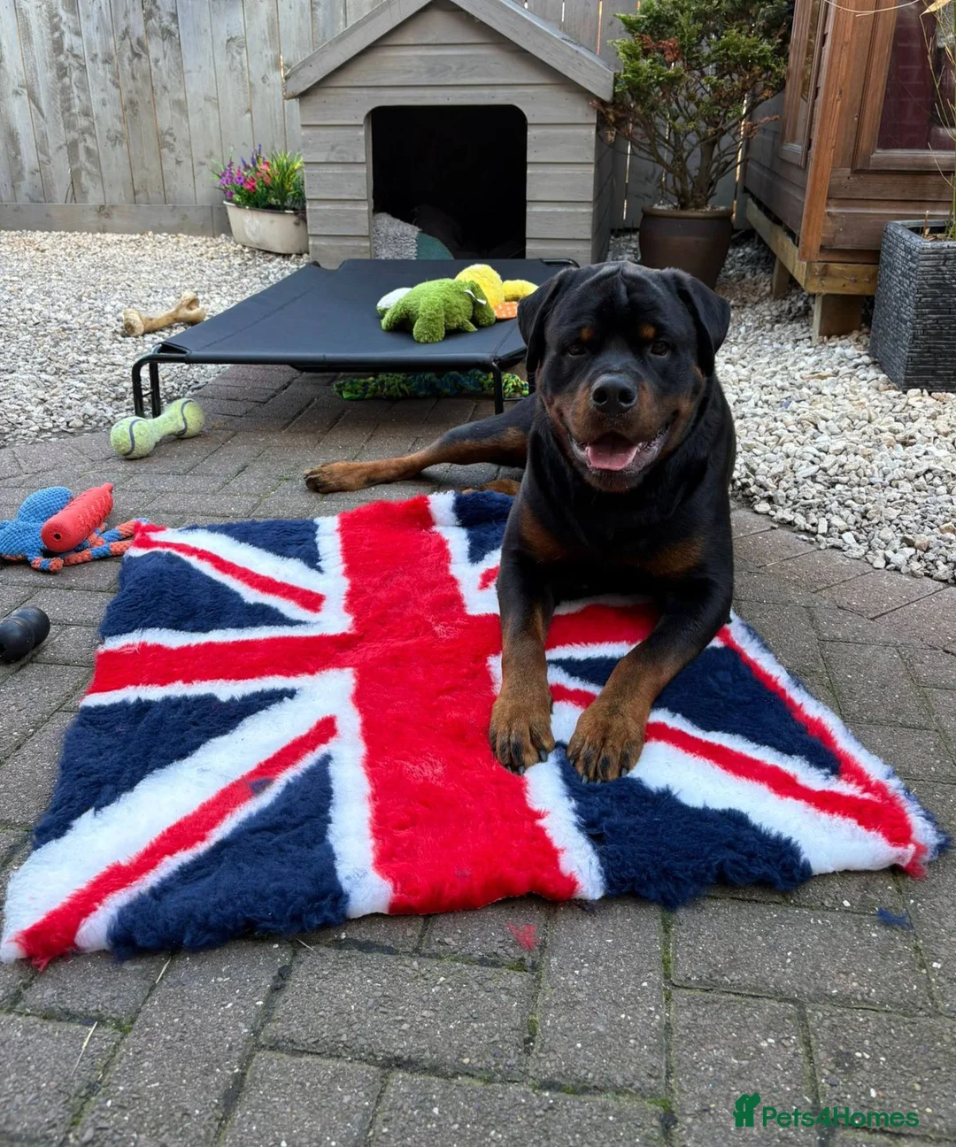 Rottweiler dogs for stud: Onex de Tierra Ibera available for stud in Newark - Advert 7