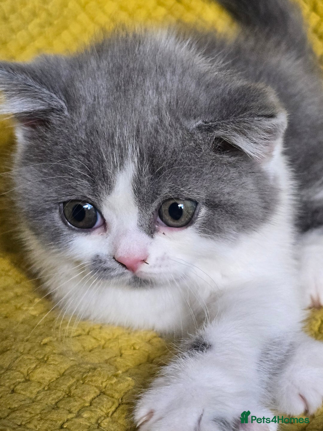 British Shorthair cats for sale: READY NOW GCCF reg BSH kittens - Image 28