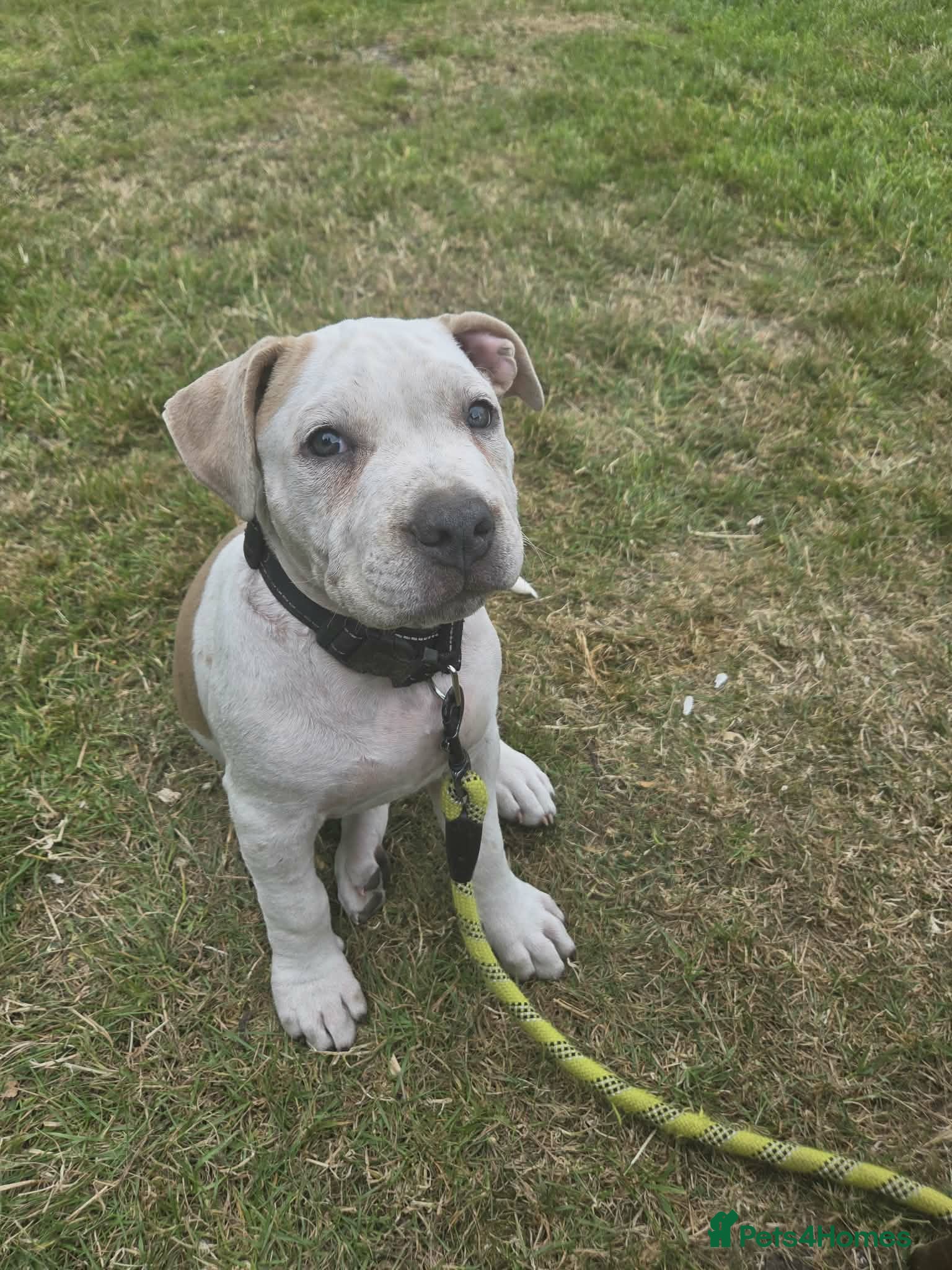 American Bully dogs American Bully Standard Puppy  - Advert 1