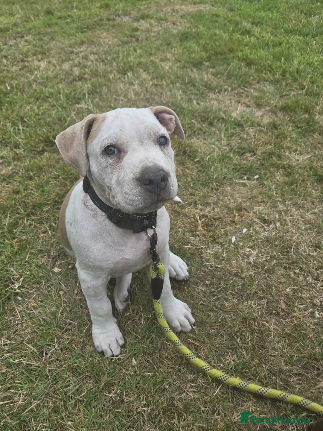American Bully dogs for sale: Stunning Female American Bully - Vaccinated - Advert 1
