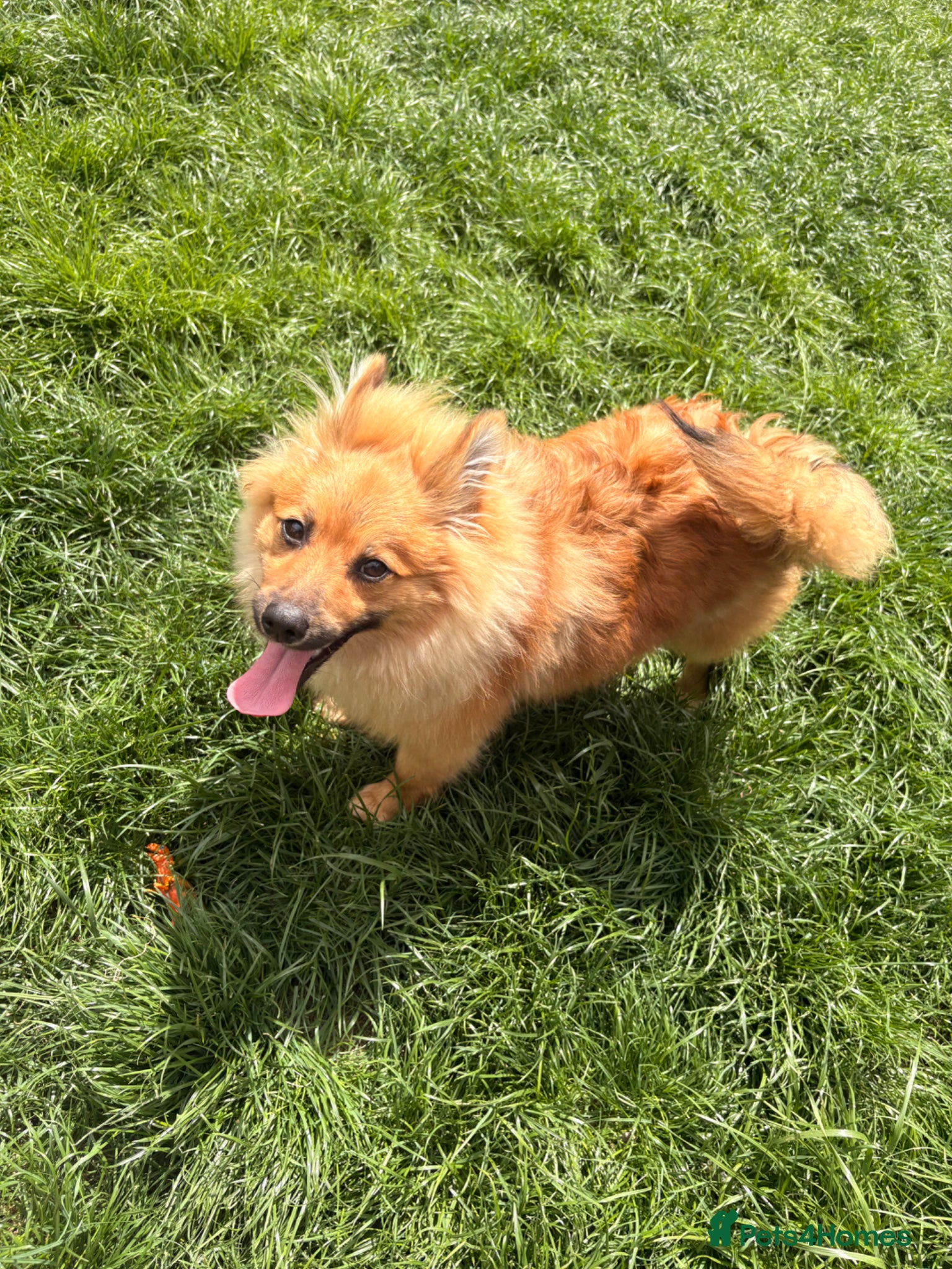 Pomeranian dogs for sale: Pomeranian for sale  - Advert 5