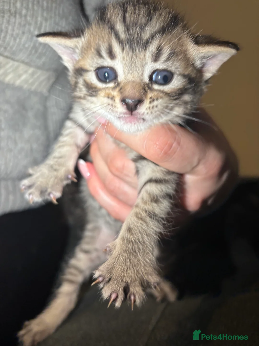 Mixed Breed cats for sale: Tabby kittens for sale!! - Advert 20