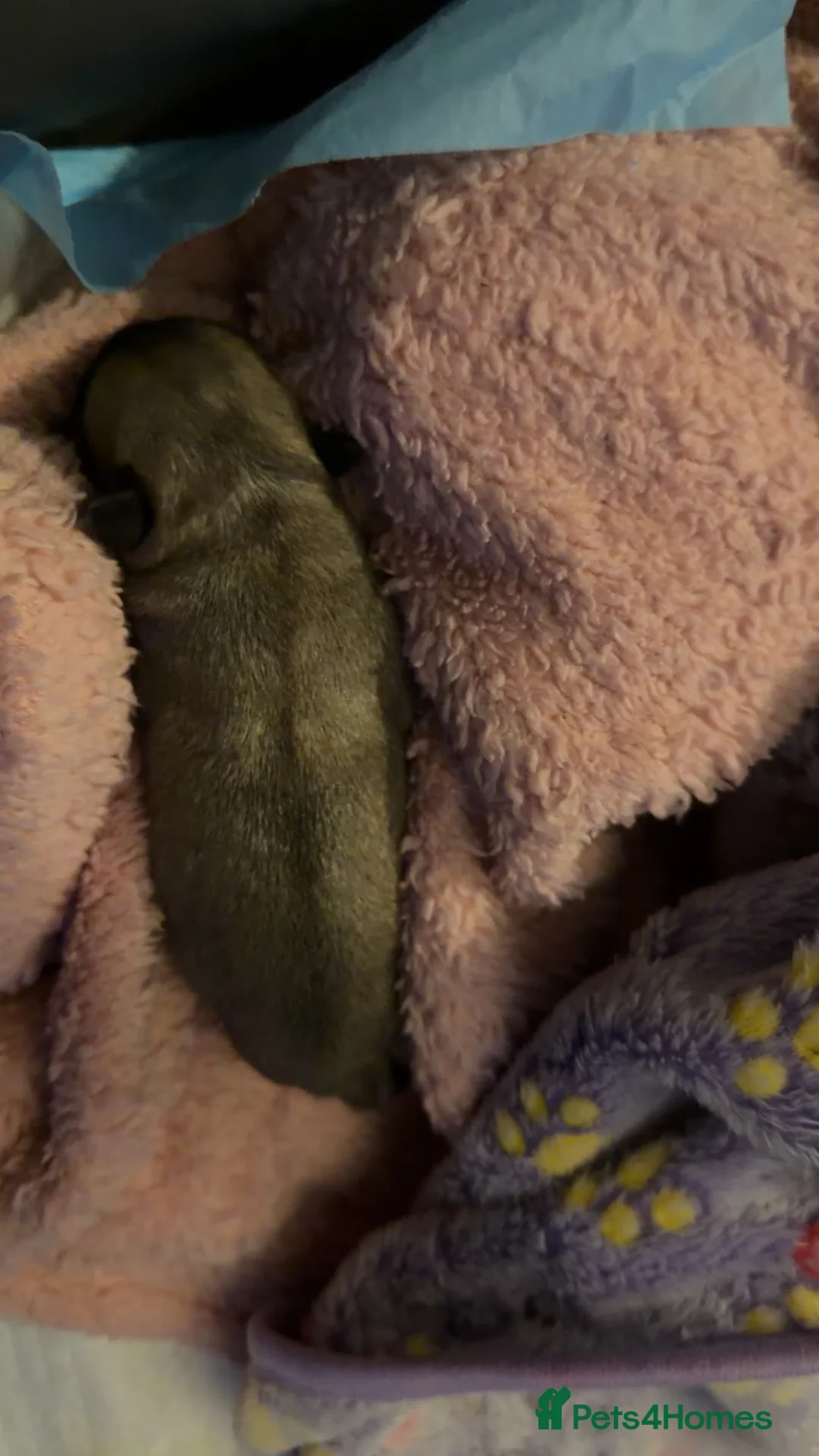 Frug dogs for sale: frug babys - Advert 2