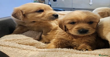 Golden Retriever dogs - Advert 2