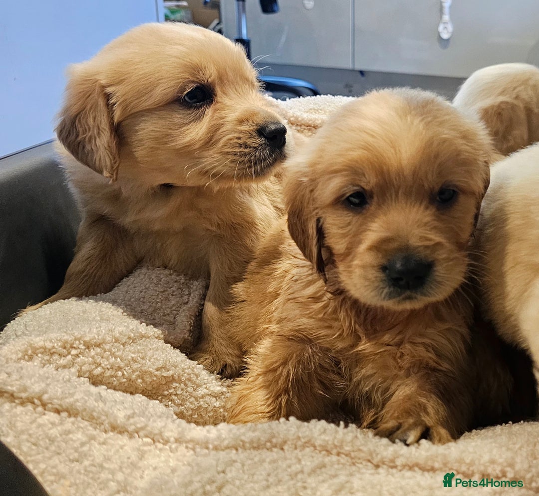 Golden Retriever dogs for sale: KC reg pedigree champion Golden Retriever pups - Advert 9