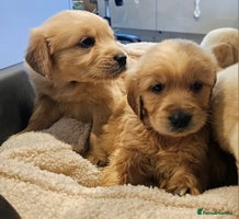 Golden Retriever dogs - Advert 1