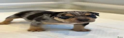 American Bully dogs for sale: Quality American Pocket Bully Pups - Advert 16