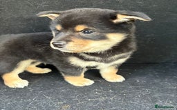 Japanese Shiba Inu dogs for sale: Multi champion Japanese Shiba Inu’s - Image 15