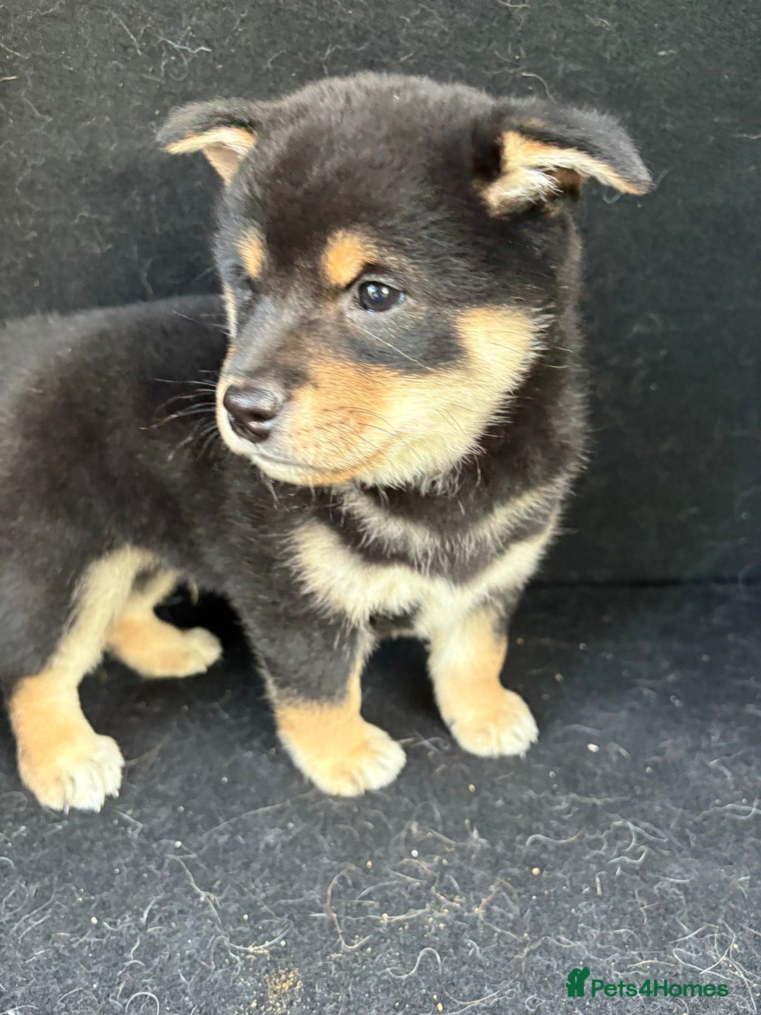 Japanese Shiba Inu dogs for sale: Multi champion Japanese Shiba Inu’s - Image 15
