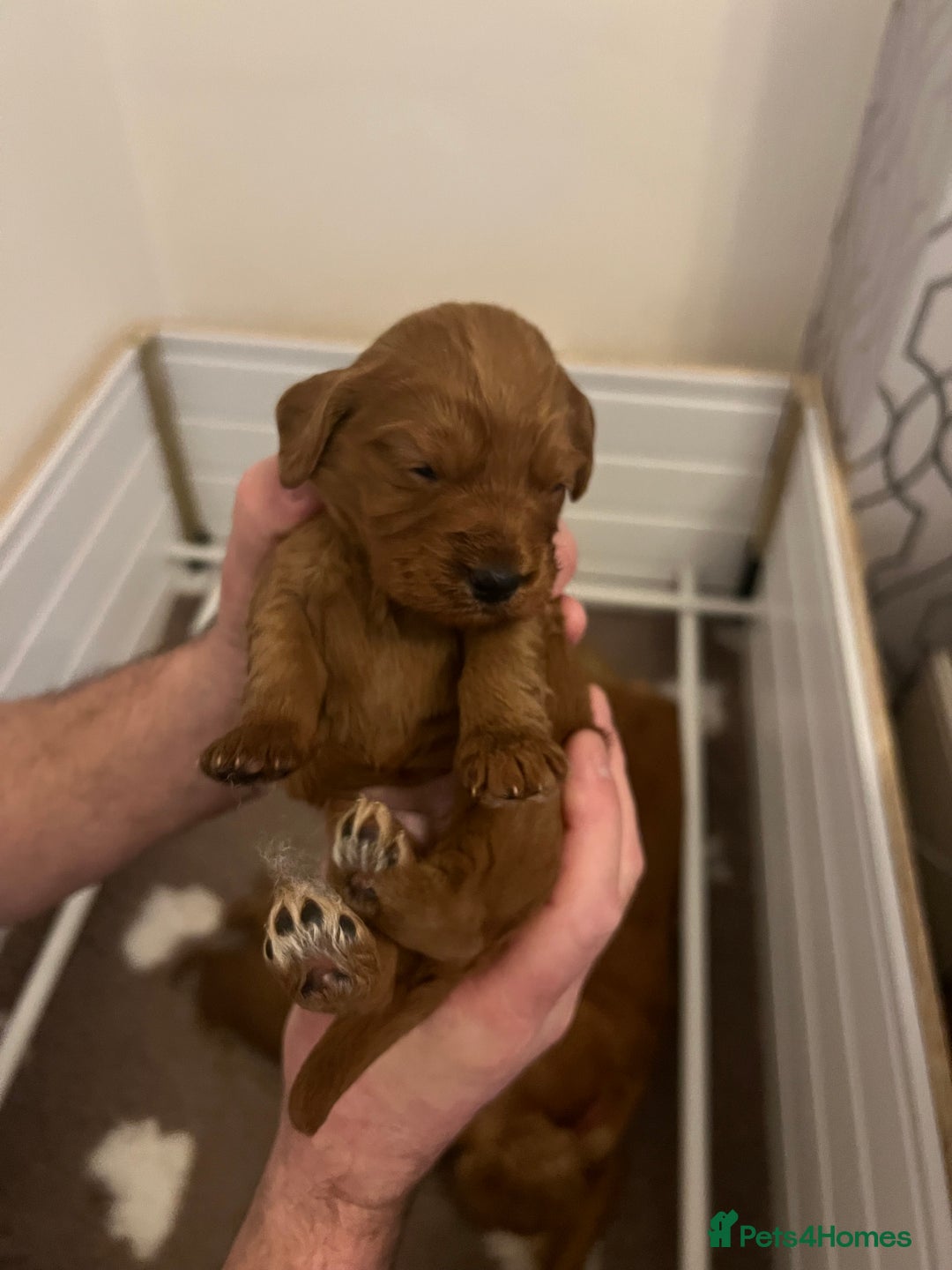 Cockapoo dogs for sale: F1 Cockapoo puppies from health tested parents  - Advert 16