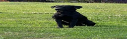 Labrador Retriever dogs for sale: Fantastic pedigree, two black boys available! in Alton - Advert 4