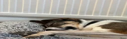 Mixed Breed dogs for adoption: Marble seeks forever home  - Advert 3