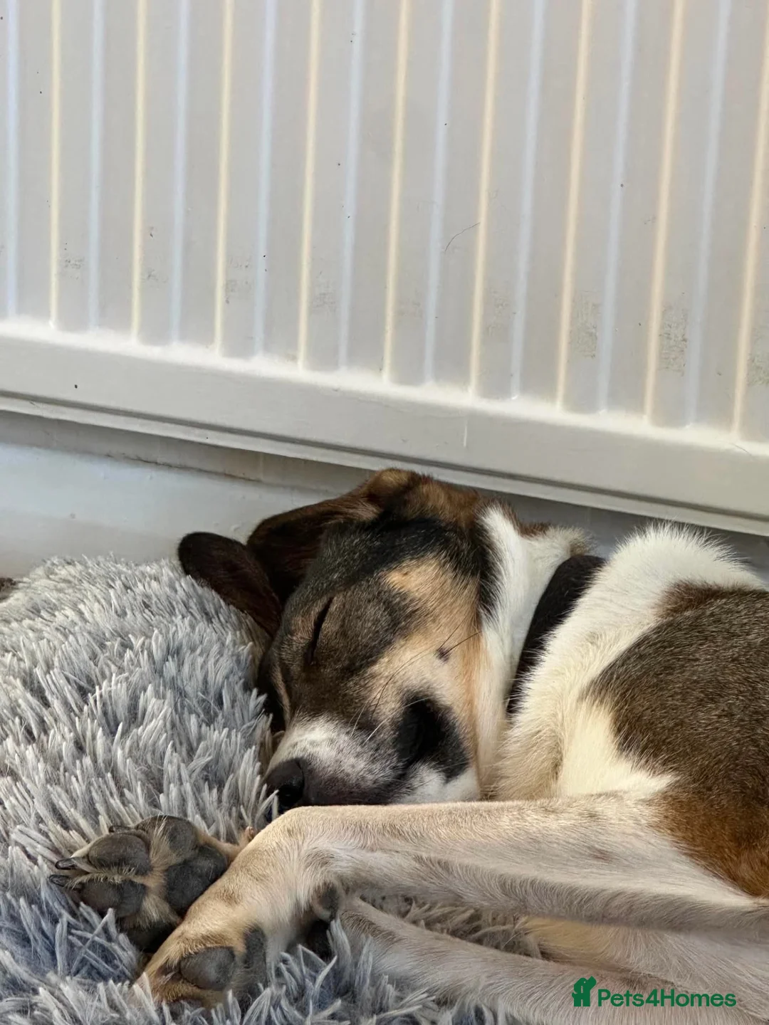 Mixed Breed dogs for adoption: Marble seeks forever home  - Advert 3