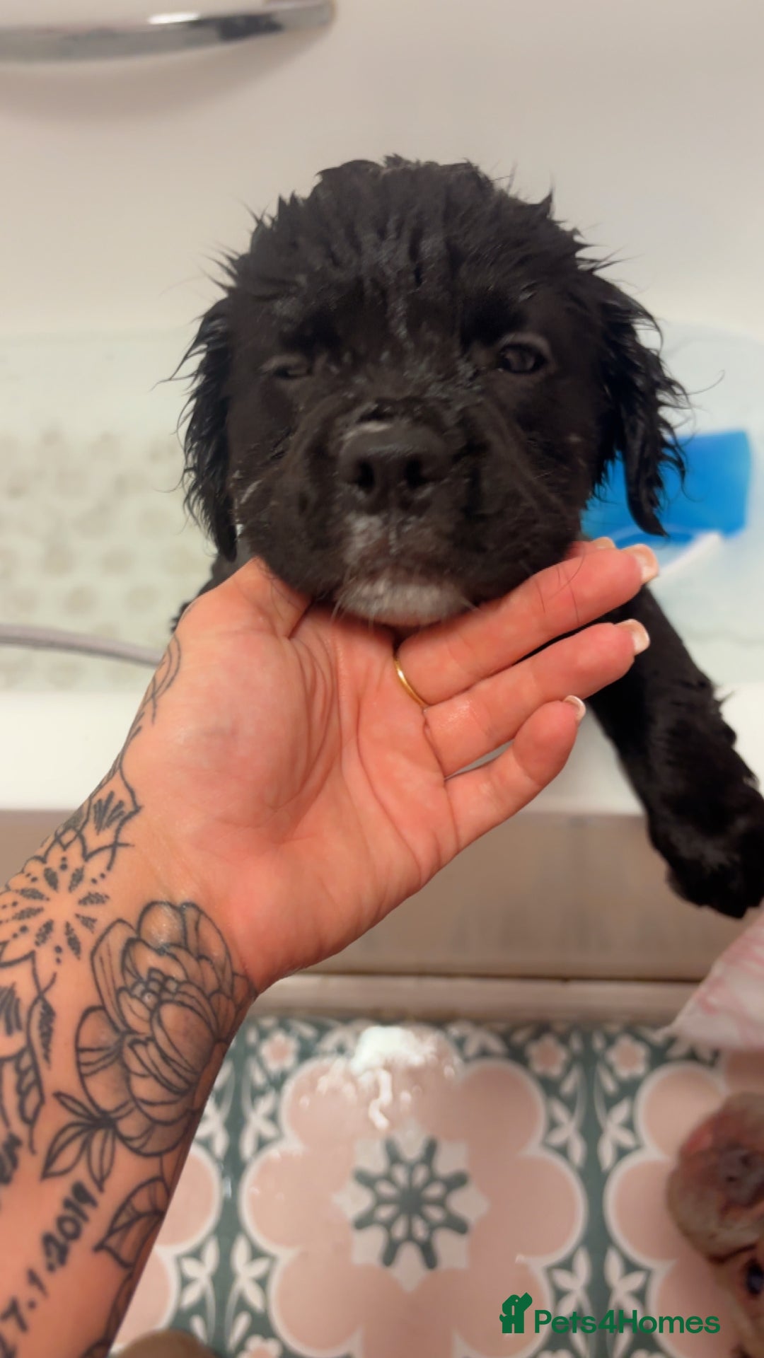 Mixed Breed dogs for sale: 17 week girl Callie  - Image 5