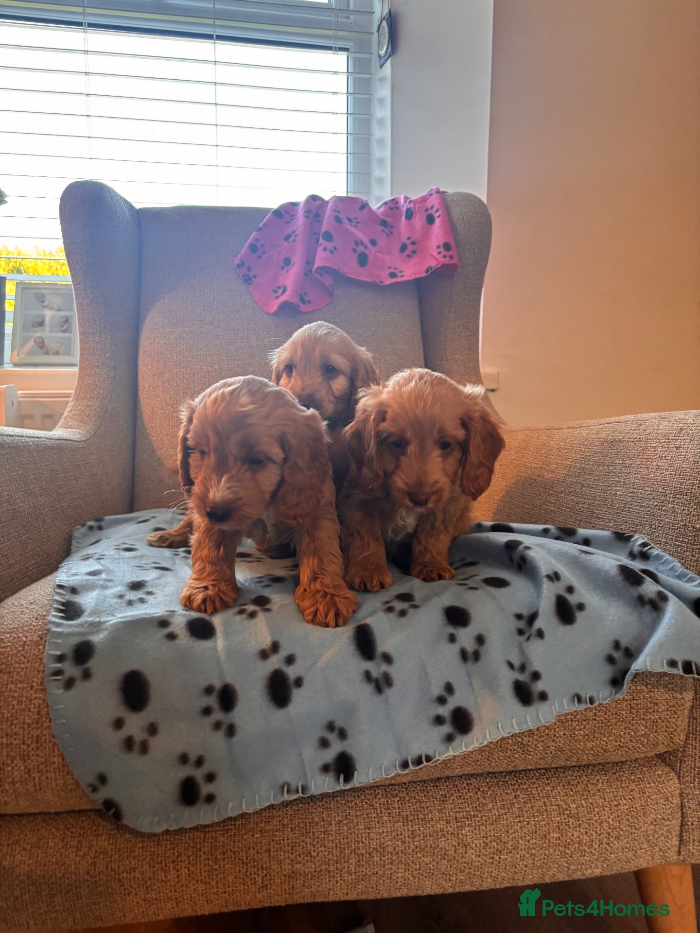 Cockapoo dogs Beautiful F1 Cockapoos Boys and 1 Girl available  - Advert 2