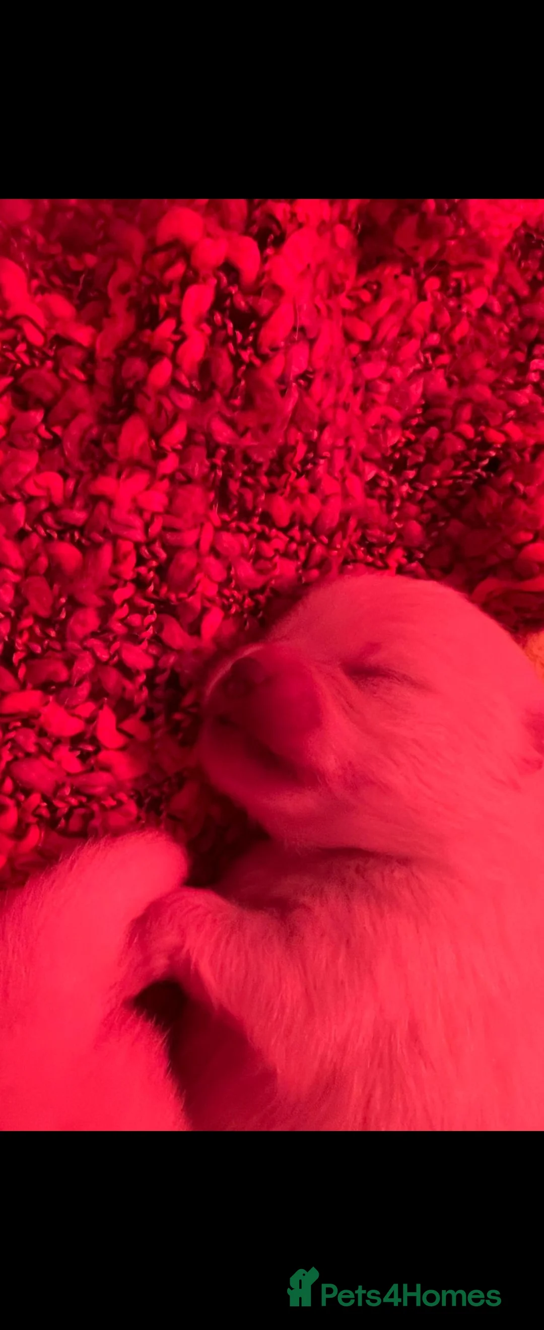 Pomeranian dogs for stud: BEAUTIFUL KC REG.KOREAN POM.BOY OPEN FOR STUD💙 in Bolton - Advert 15