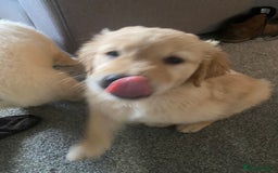 Golden Retriever dogs for sale: Beautiful Chunky golden retriever  - Advert 2