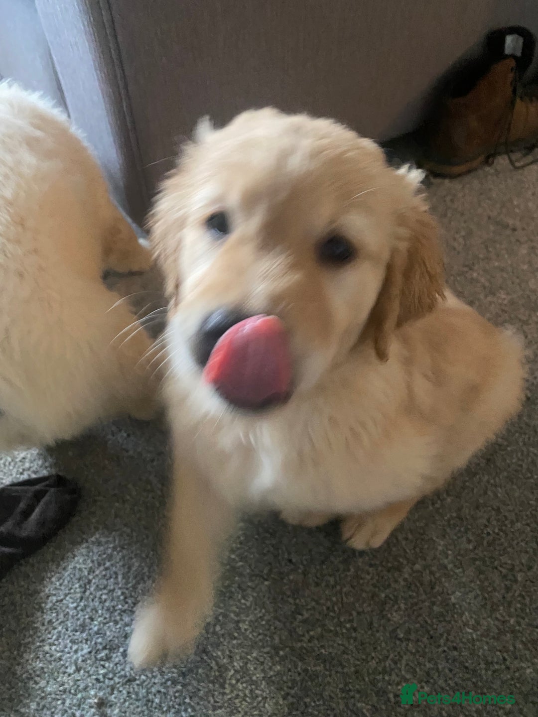 Golden Retriever dogs for sale: Beautiful Chunky golden retriever  - Advert 2