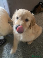 Golden Retriever dogs Beautiful Chunky golden retriever - Advert 5