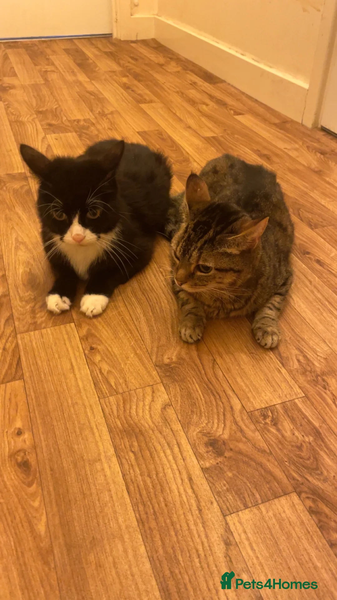 Bengal cats for sale: Two female bengal cats  - Advert 1
