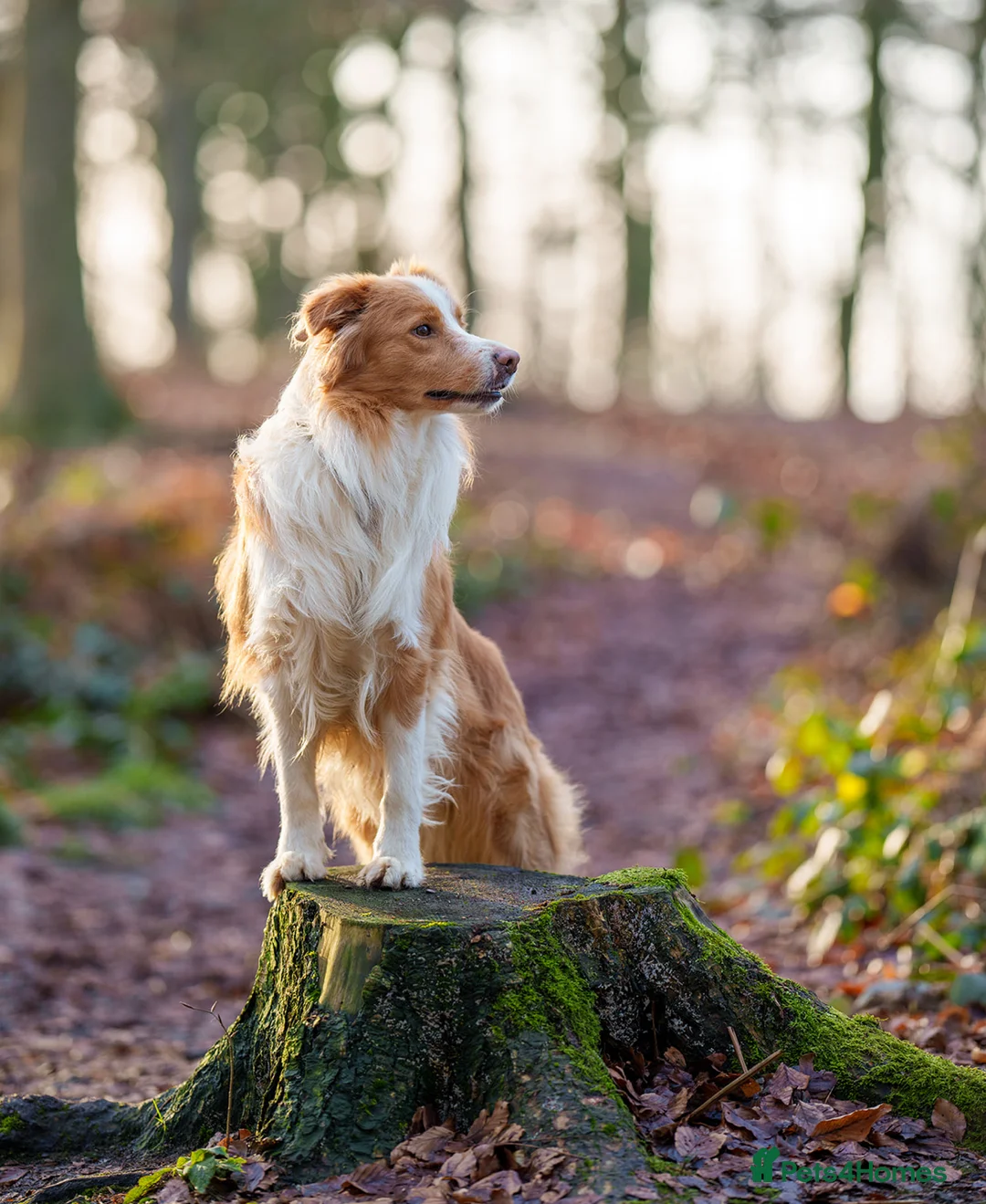 Border Collie dogs for stud: KC REG FULLY HEALTH TESTED EE RED/GOLD STUD  in Doncaster - Advert 7