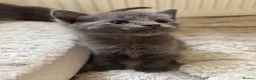 Ragdoll cats for sale: 7 Gorgeous ragdoll cross kittens 🤍 - Advert 29