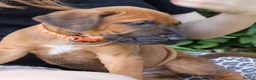 Rhodesian Ridgeback dogs for sale: !!KC CHAMPION AFRICAN RHODESIAN RIDGEBACK!! in Doncaster - Advert 8