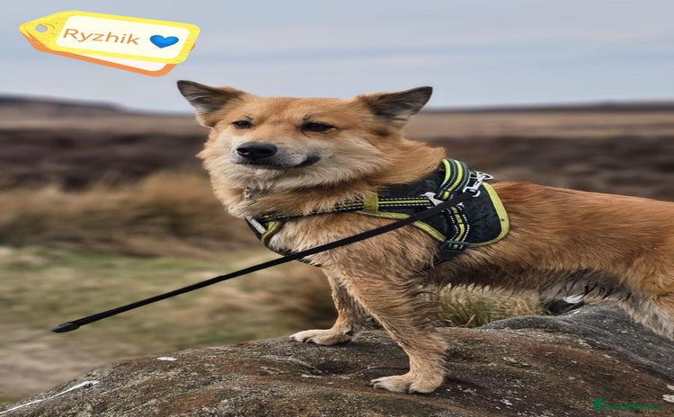Mixed Breed dogs - Advert 1