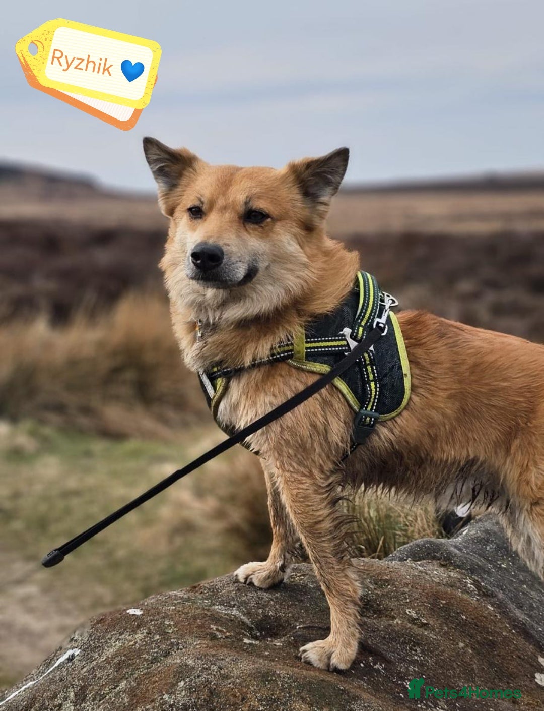 Mixed Breed dogs for adoption: 🐶💙 RYZHIK 💙🐶 - Image 1