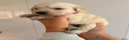 Golden Retriever dogs for sale: Beautiful golden retriever puppies - Advert 24