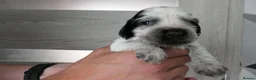 Cocker Spaniel dogs for sale: Show Type Cocker Spaniel Puppies in Nottingham - Advert 2