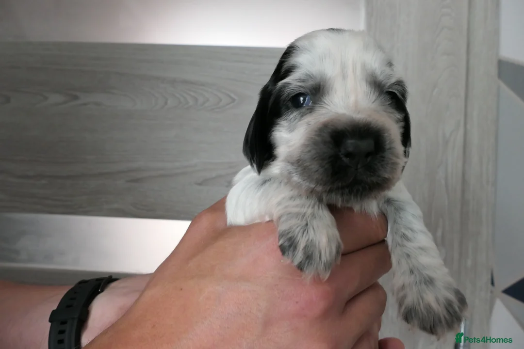 Cocker Spaniel dogs for sale: Show Type Cocker Spaniel Puppies in Nottingham - Advert 2