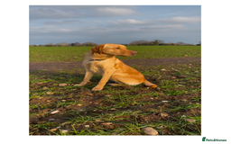Labrador Retriever dogs for stud: Yellow lab for Stud  in Swadlincote - Image 3