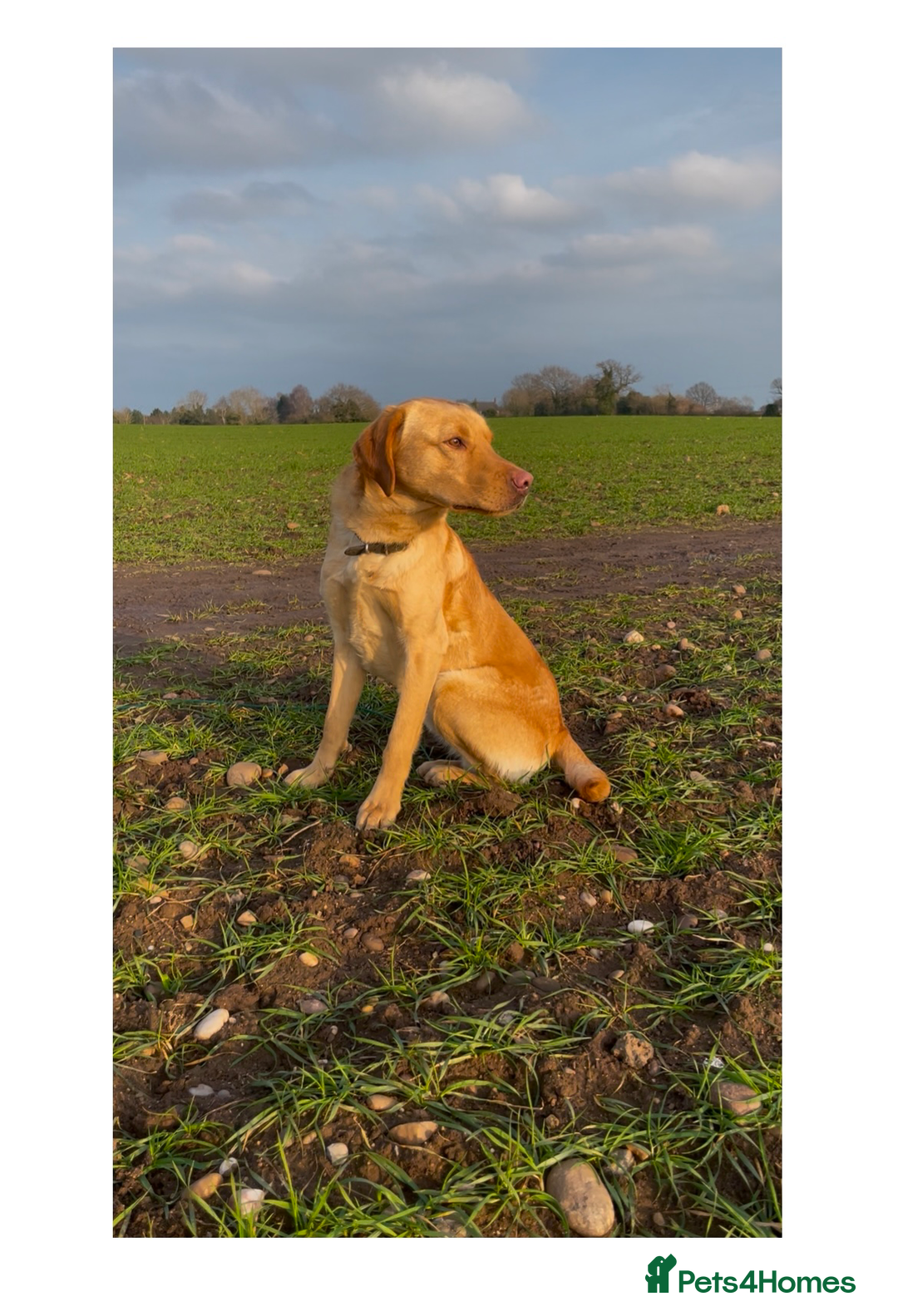 Labrador Retriever dogs for stud: Yellow lab for Stud  in Swadlincote - Image 3