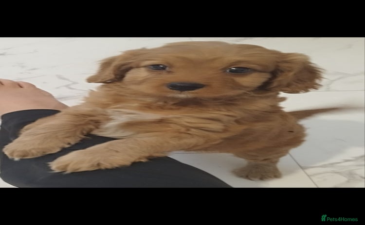 Cavapoo dogs - Advert 4