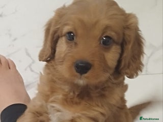 Cavapoo dogs - Advert 2