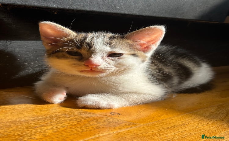 Mixed Breed cats in Bognor Regis - Advert 15