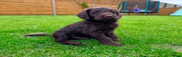Labradoodle dogs for sale: Chocolate & chocolate Merle Babies 🐾🐾🐾 - Advert 10