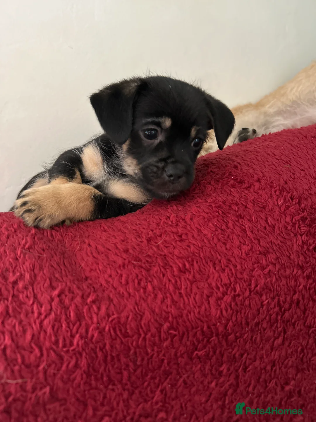 Mixed Breed dogs for sale: Bichon friese x Shih Tzu 3 male 3 female  - Advert 7