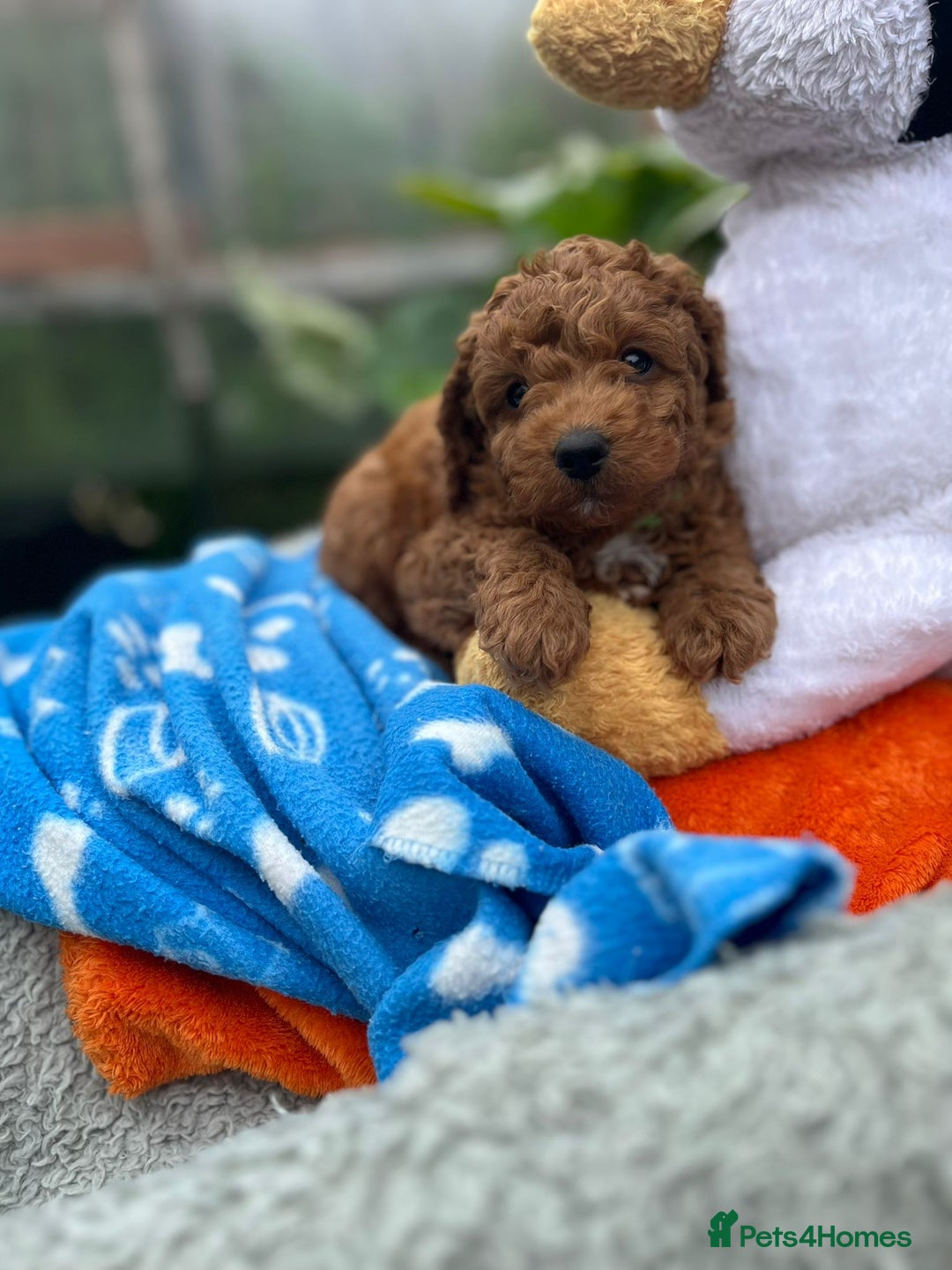 Cockapoo dogs for sale: F1b Cockapoo Puppies Ready Soon for Loving Homes - Image 4