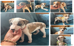 Whippet dogs for sale: 8 WHIPPET PUPPIES   - Image 1