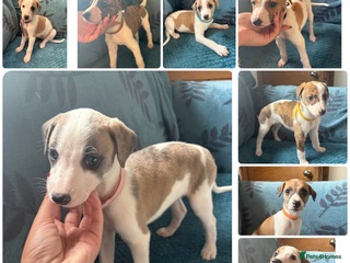 Whippet dogs for sale - Advert 1