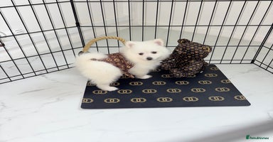 Japanese Spitz dogs - Advert 9