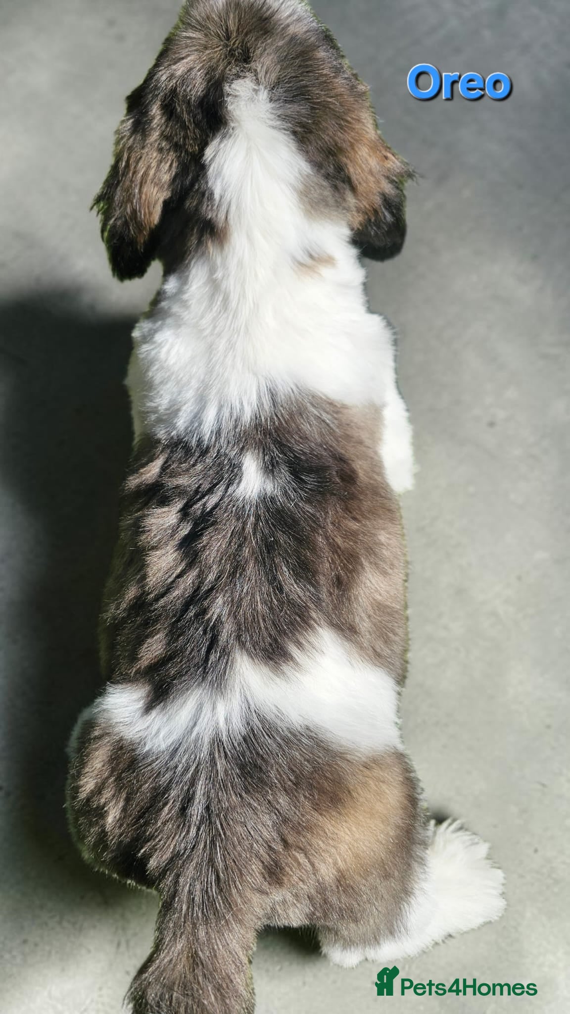 Shih Tzu dogs  💞 QUALITY STANDARD SHIH TZU 💕 - Advert 1