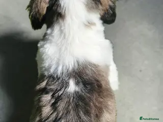 Shih Tzu dogs 💞 QUALITY STANDARD SHIH TZU 💕 - Advert 1