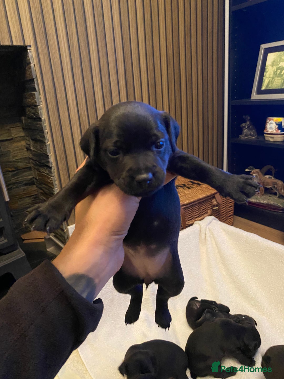 Patterdale Terrier dogs for sale: Patterdale terrier puppies  - Image 5